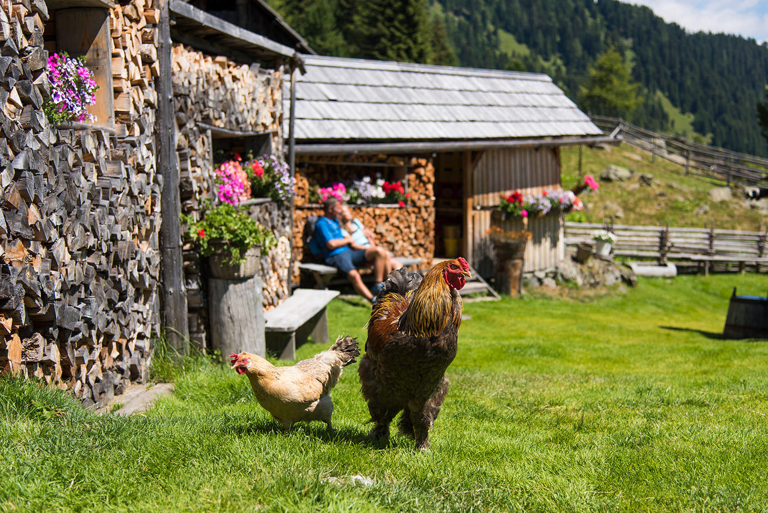 Bauernhofurlaub Österreich, Gewerbestraße 594 in Sankt Michael im Lungau