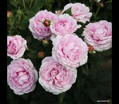 Rose 'Königin Marie'_Zanker Gartenbau