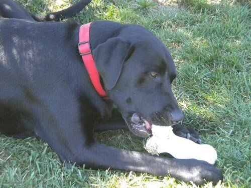 Images The Shaggy Dog Inc.