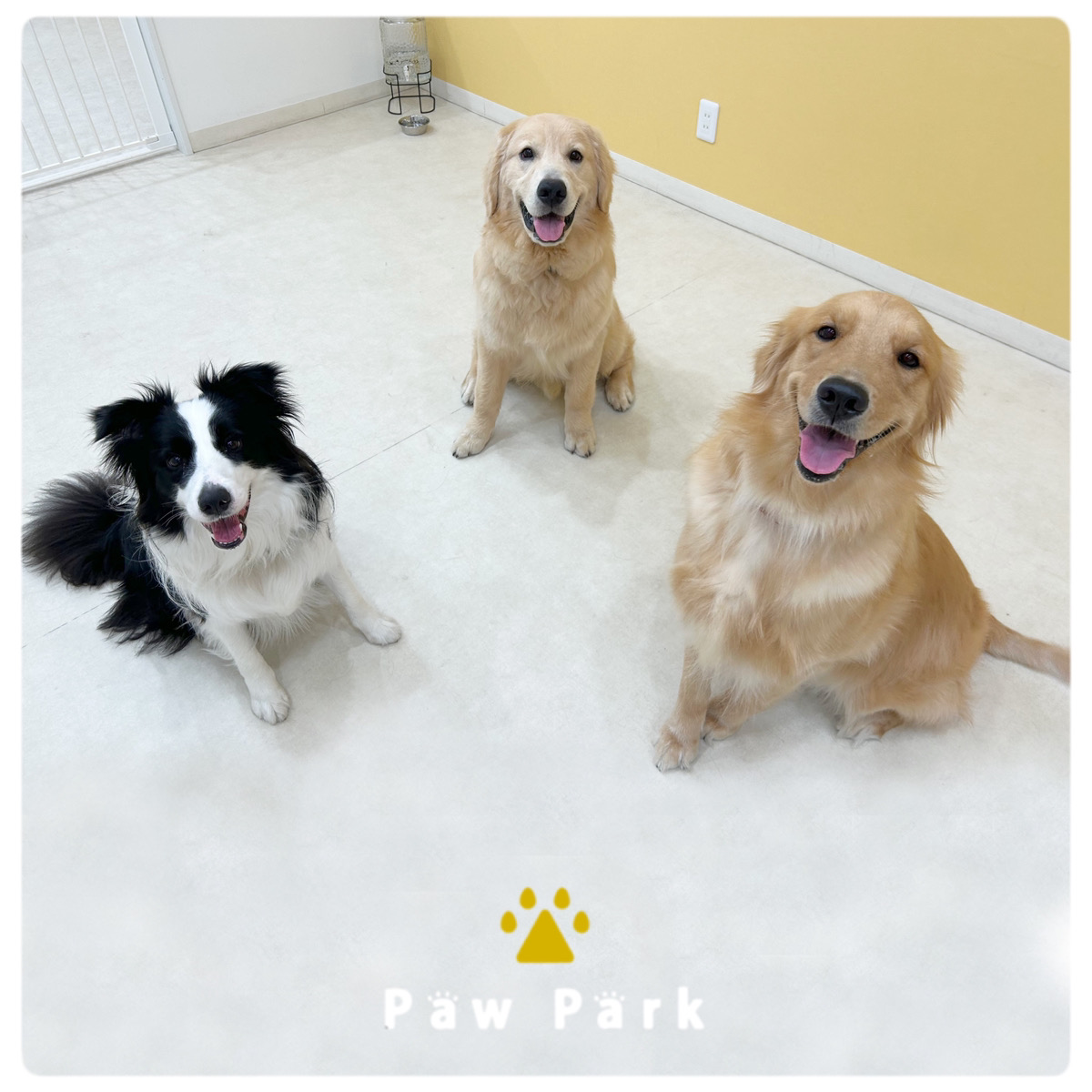 Images PawPark 犬のようちえん 高槻店