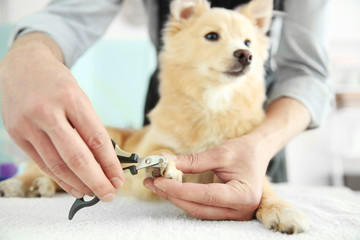 Images Aly Jane's Pretty Pup Salon