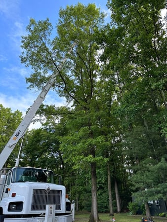 Images Ballston Tree and Property Services
