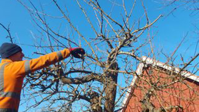 Images Aurora Trädvård AB