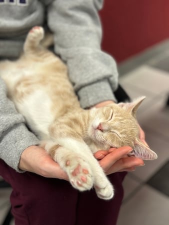 Images VCA Preston Park Animal Hospital