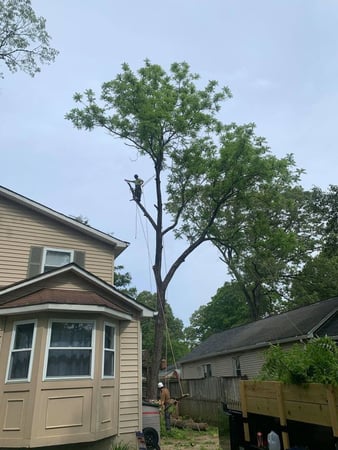 Images Green Holly Arborists