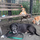 Images Downtown Brooklyn Pet Care