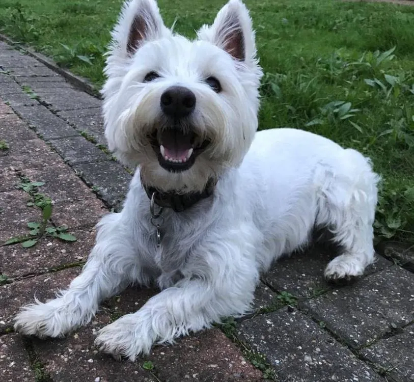 Images Mack's Pet Care