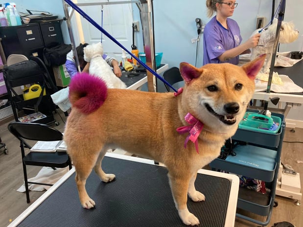 Images San Diego Grooming Academy