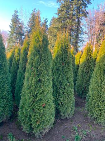 Images GREEN GIANT NURSERY LLC