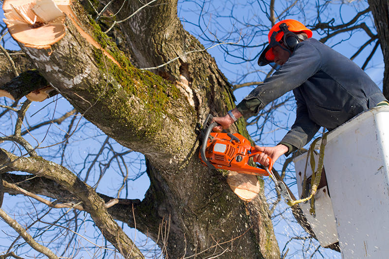 Pulla Tree Service LLC Photo