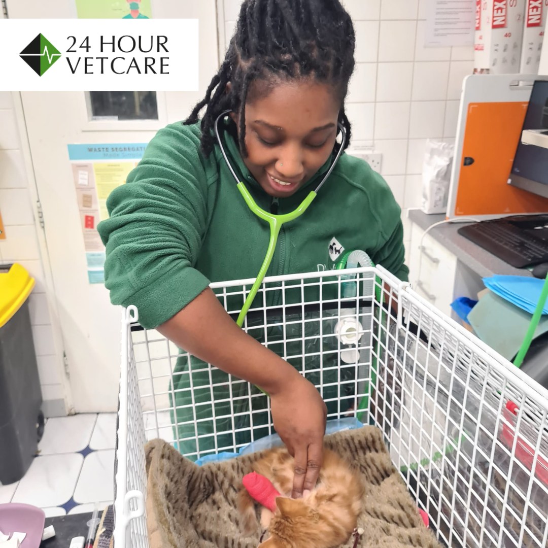 Images Streatham Hill Veterinary Surgery
