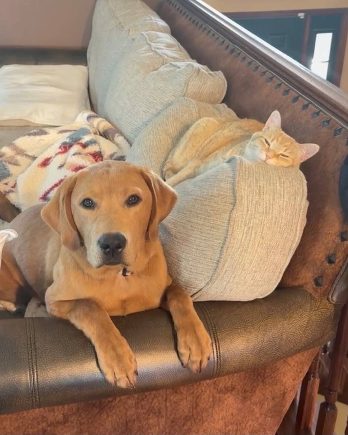 Happy National Dog Day! Today we're celebrating the furry coworkers who bring so much joy, laughter, and wagging tails to our team. Say hello to these adorable pups who make our days a little brighter!