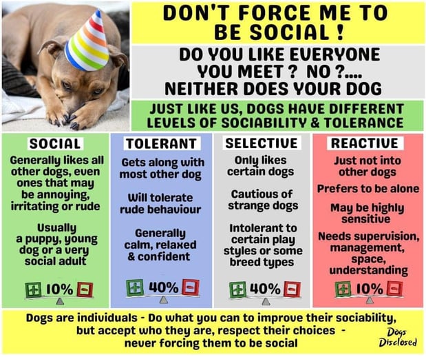 Images South Paw Doggie Daycare & Training Center
