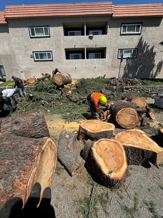 Images Cruz Tree Service