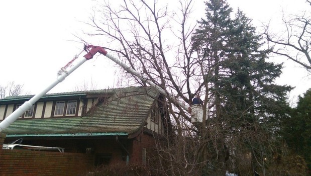 Images Tony J. Bricker Tree Service