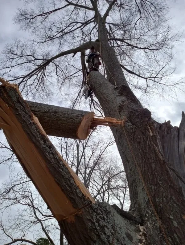 Images Smiths Tree Service