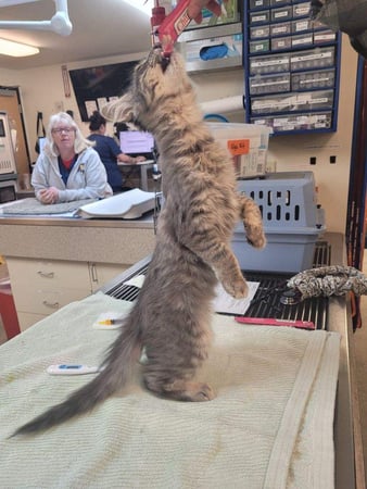 Images VCA Southeast Portland Animal Hospital