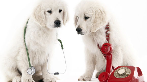 Images Eläinlääkäri Veterinär Sophie Lundqvist SoluVet