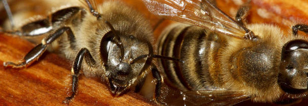 Images Bugwacker Termite & Pest Control