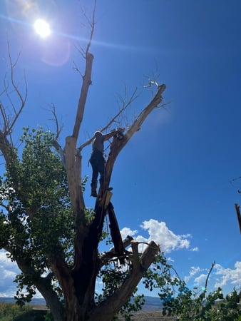 Images Lusher Tree Services