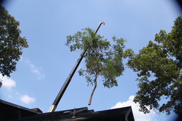 Images Newcomb's Tree Service, LLC