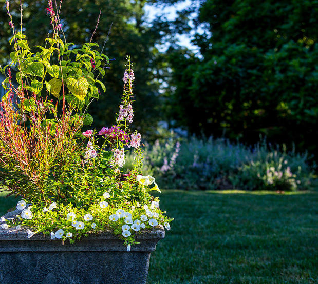 Images Bloom Container Gardens