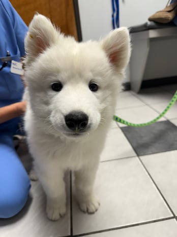 Images VCA Preston Park Animal Hospital