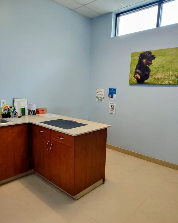 Images VCA Indian Land Animal Hospital