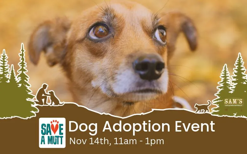 Image of Local Pet Event Yappy Hour Dog Adoption Event | Everett WA Nearby