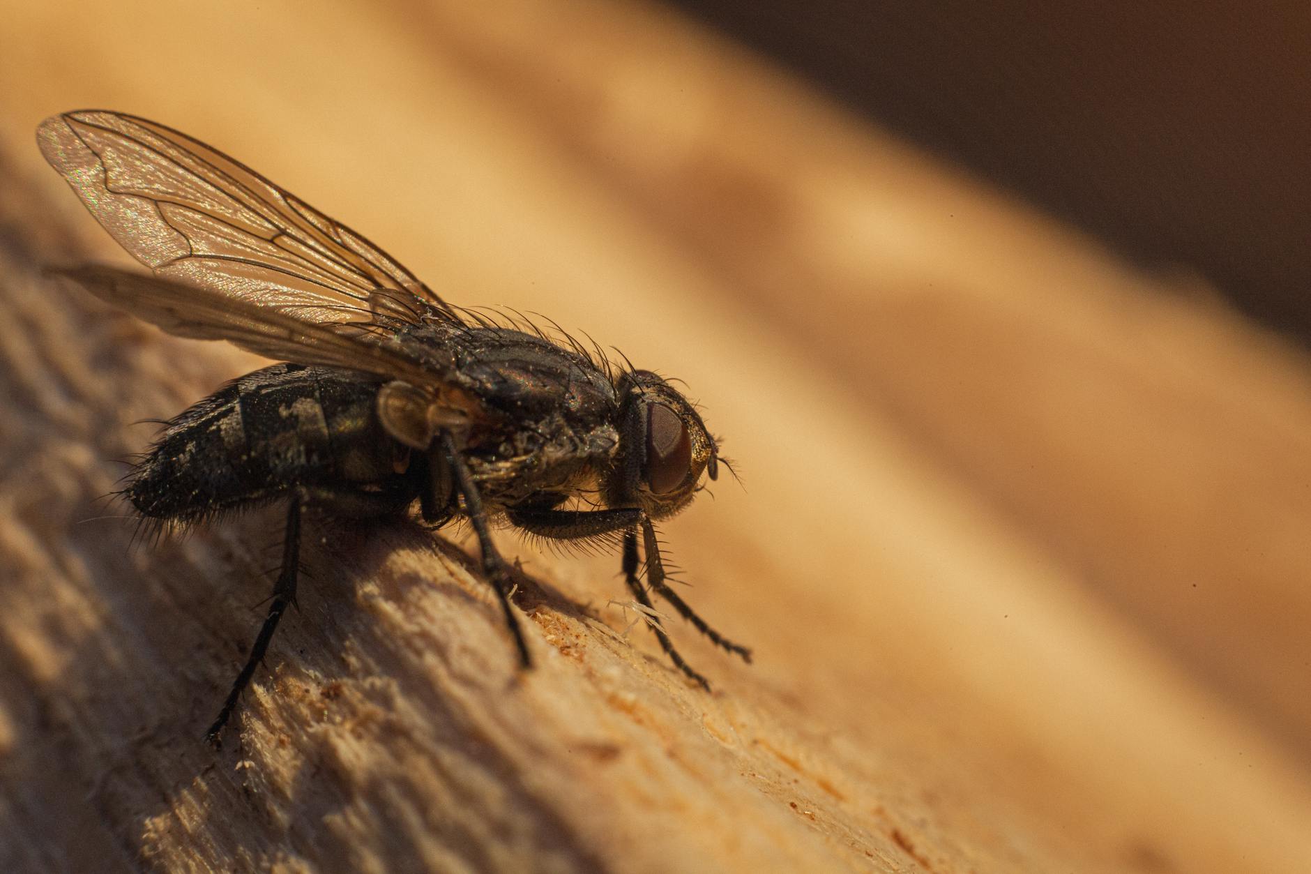 Custom Termite and Pest Control Inc