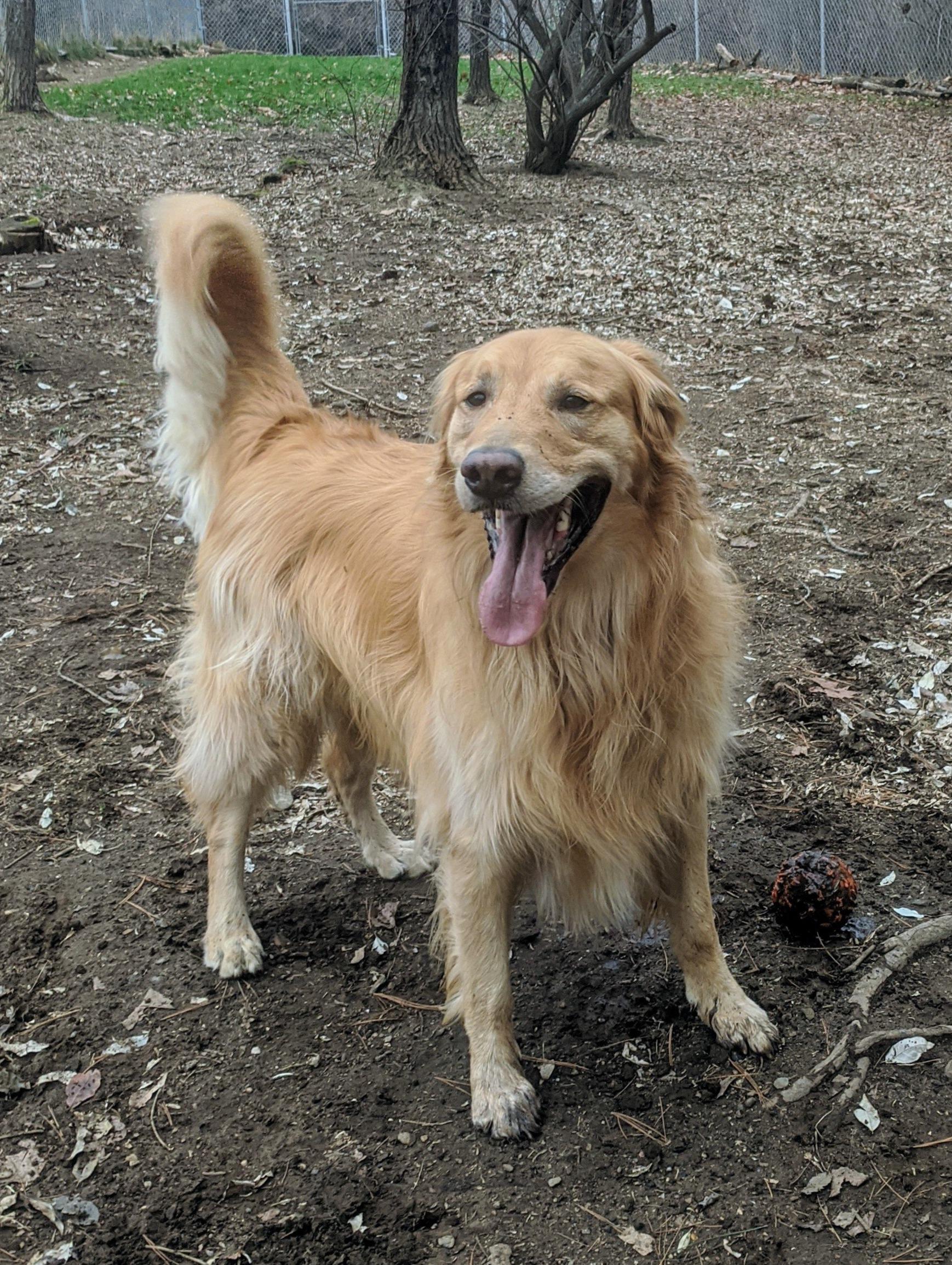 Precious Furs Pet Resort