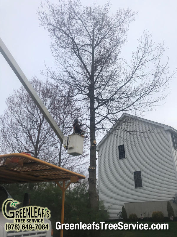 Greenleaf's Tree Service Photo