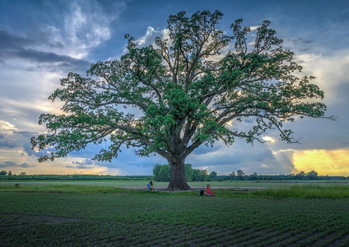 Landmark Tree Care Tree Service in Columbia, Missouri