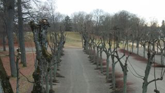 Images Aurora Trädvård AB