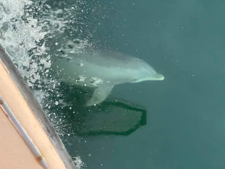 Images Frisky Mermaid Dolphin Tours & Pontoon Boat Rentals