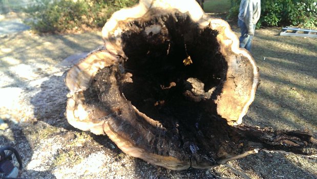 Images Acer Tree Service LLC