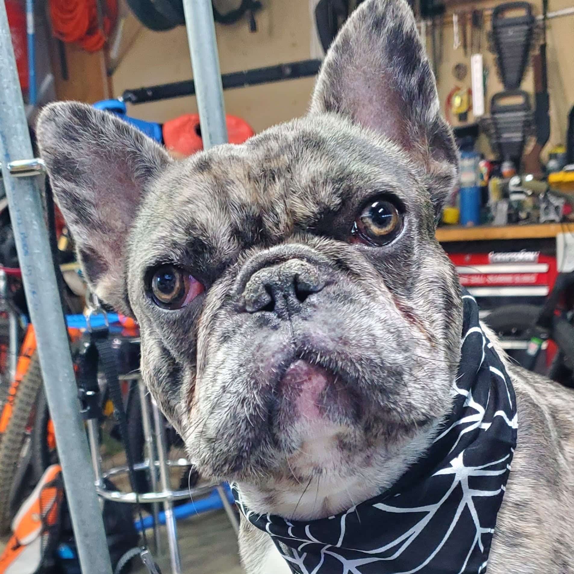 Dog Grooming Services