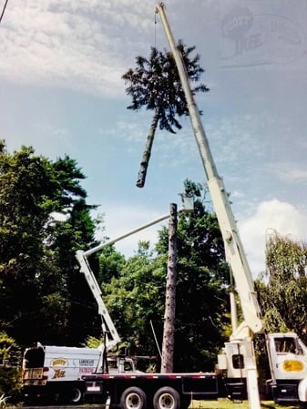 Images Scott Tree Company