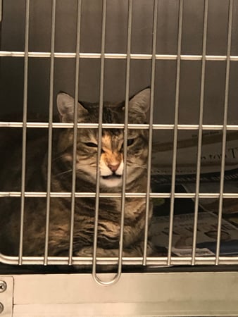 Images Melrose La Brea Animal Hospital