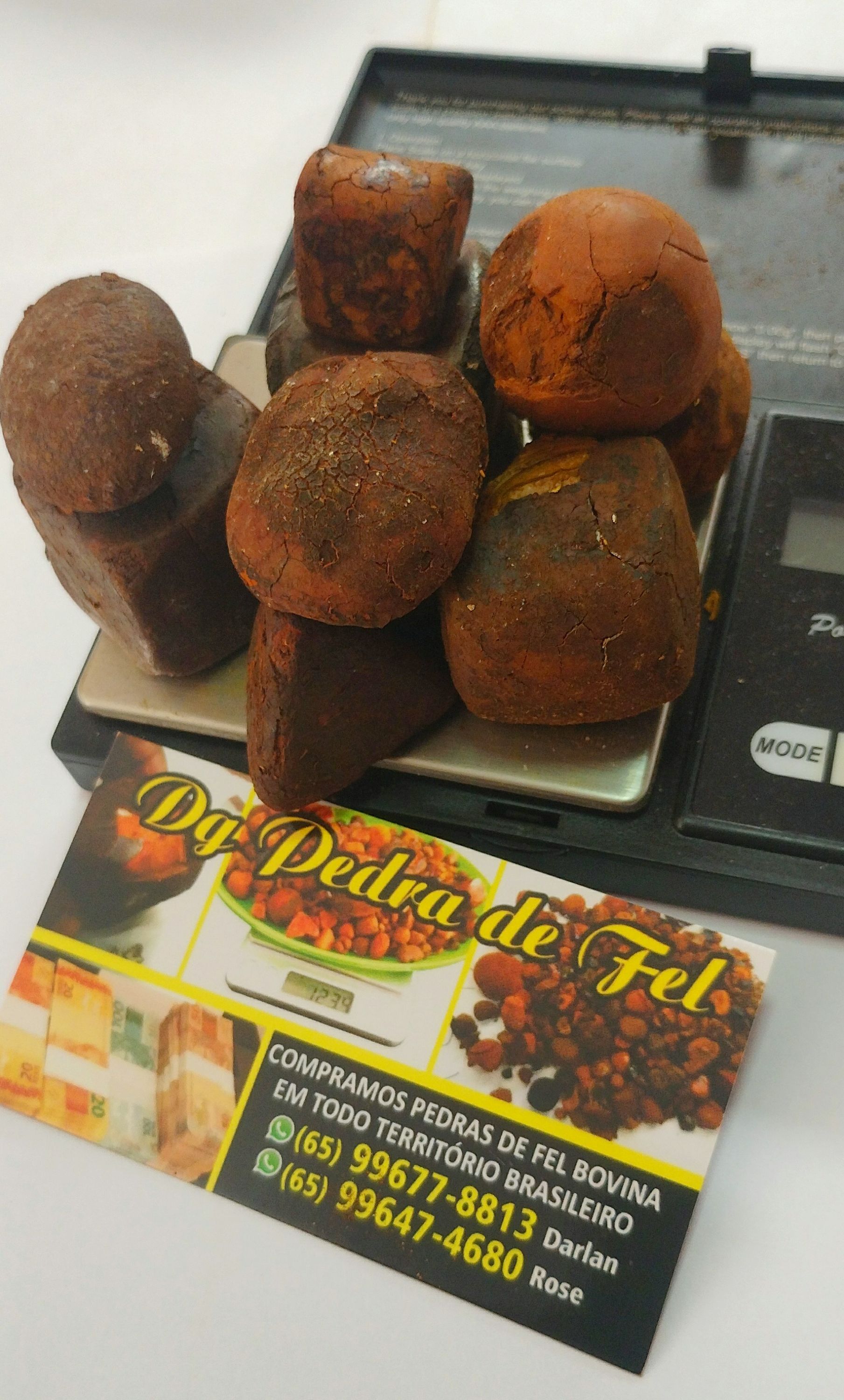 Images Dg pedras de fel bovinos