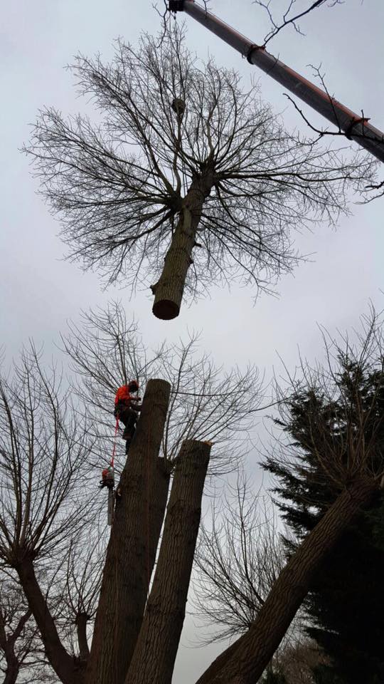 Images Bloomfield Hatch Tree Care