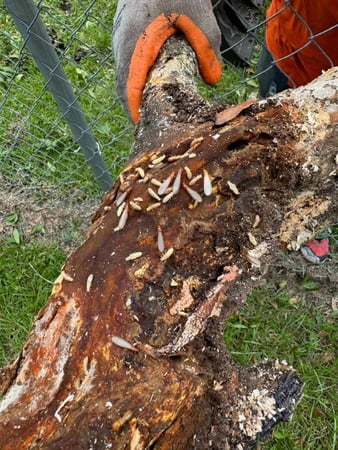Images Highland Pest Control