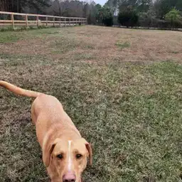 Sniffspot Yolistone Image