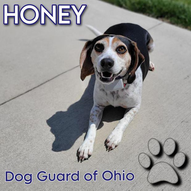 Images Dog Guard of Ohio