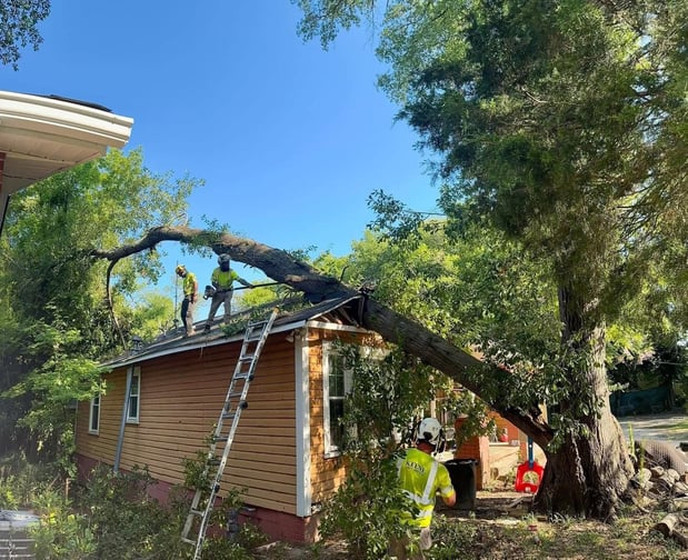 Images Keene Tree Service