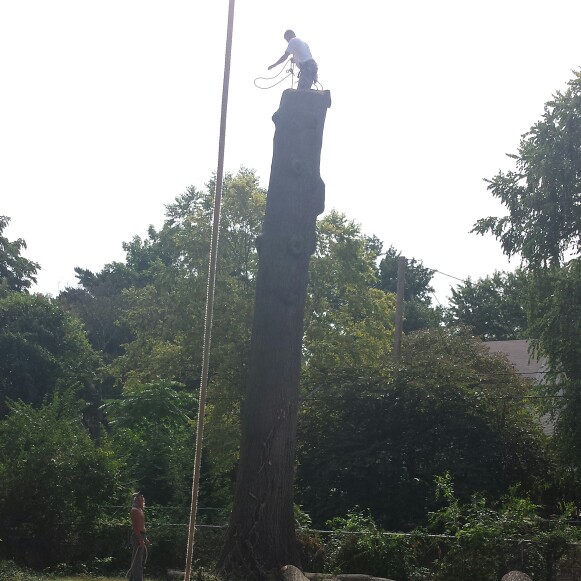 Images Ed's Tree Service