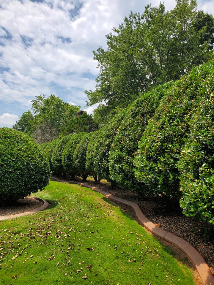 hedge rimming and edging