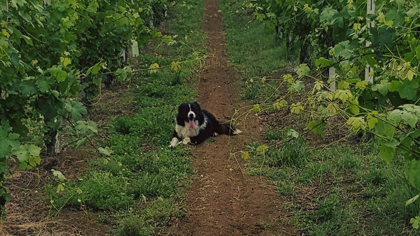 Images Passerini Azienda Vitivinicola