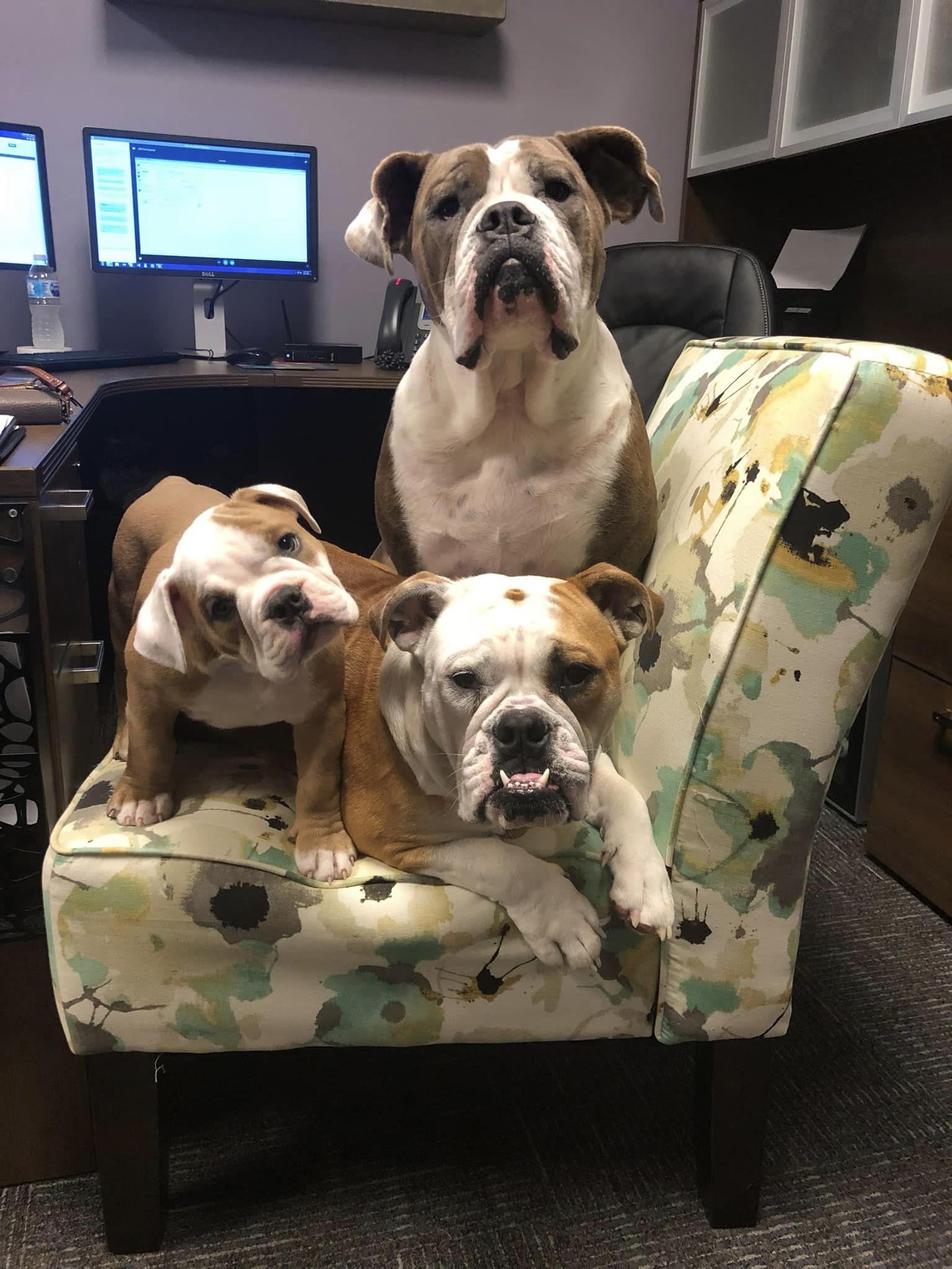 All the doggos!