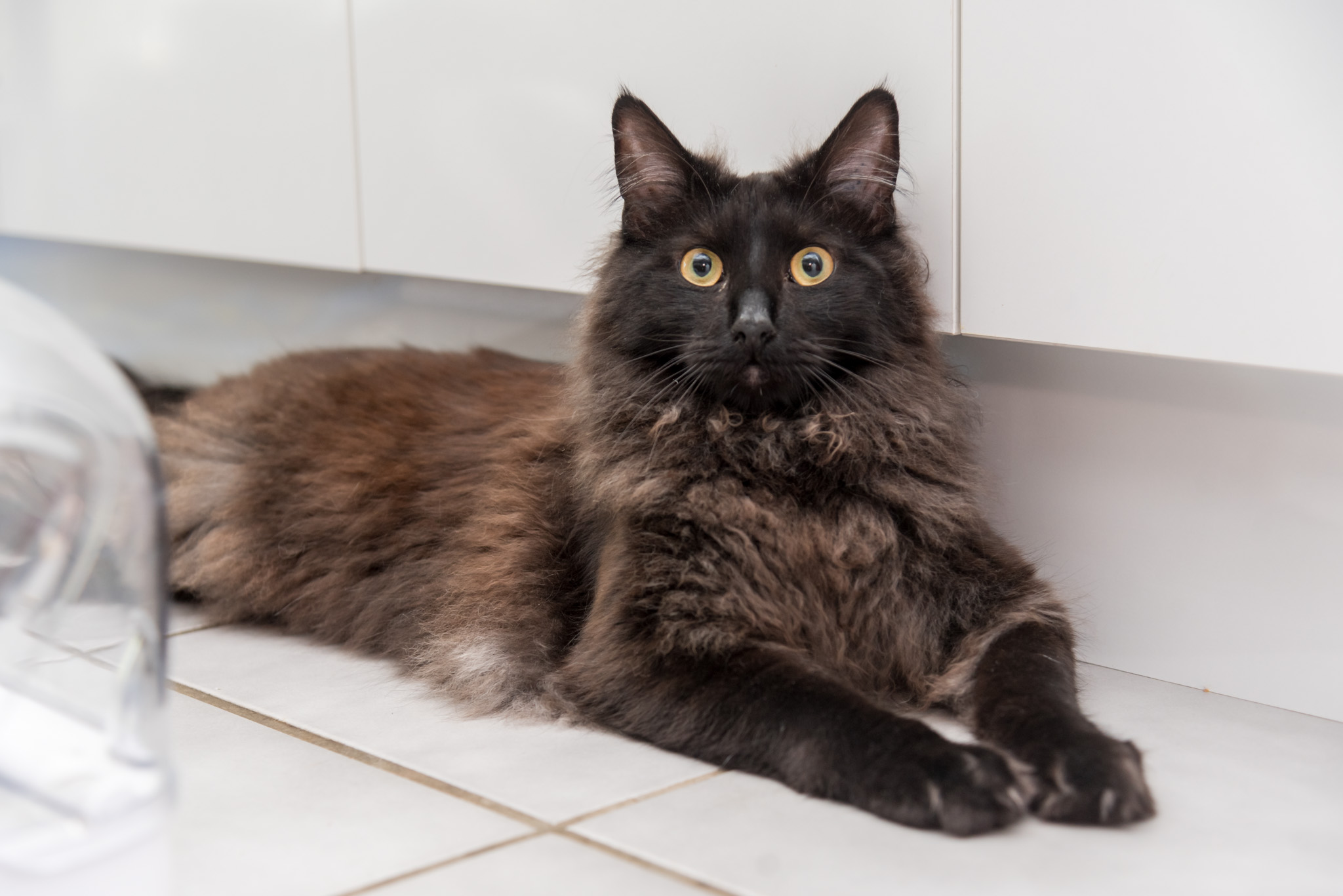 Images Black Cat Accounting Pty Ltd